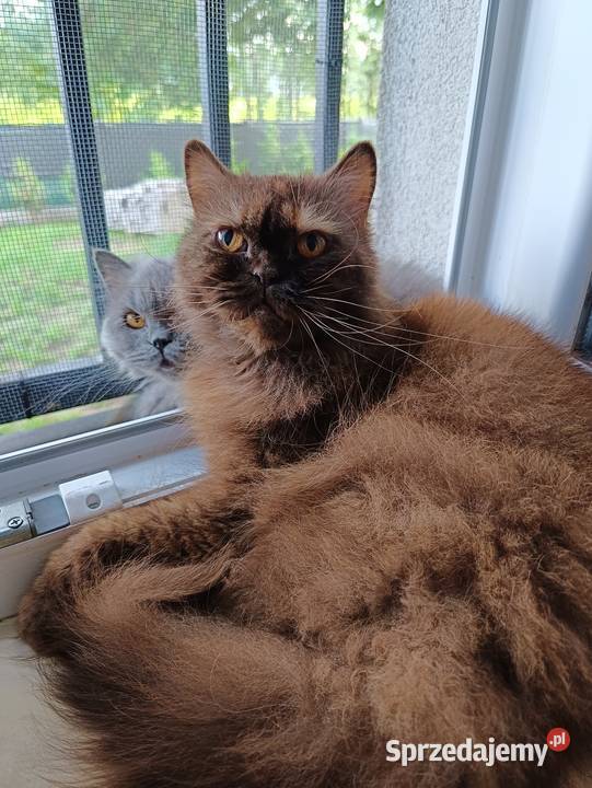 Chanel czekoladowa szylkretka Tłuszcz