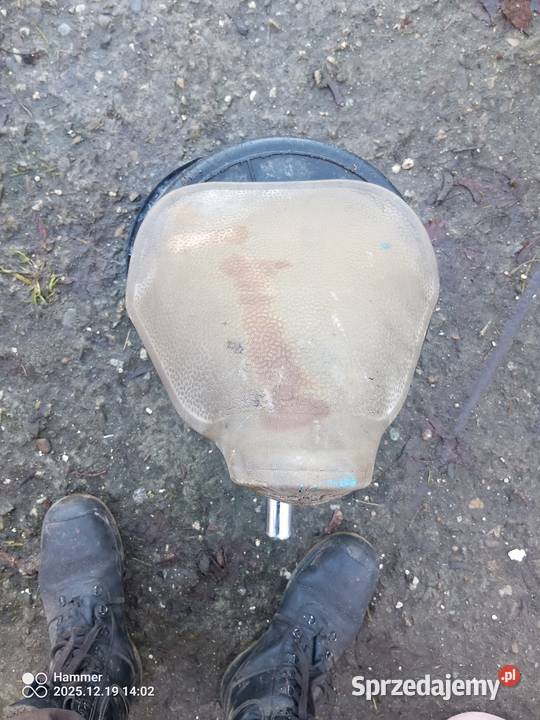 Komar sztywniak DKWNSU Wierzchosławice