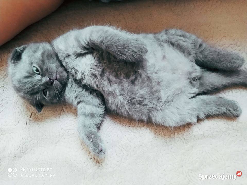 Mały kotek do dobrych ręnc 15 miesiąca Brytyjski