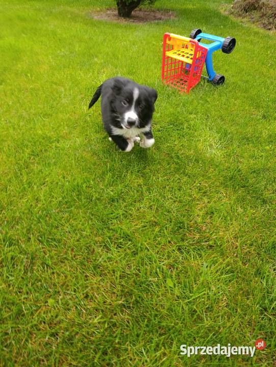 Border Collie Piesek Szczaworyż