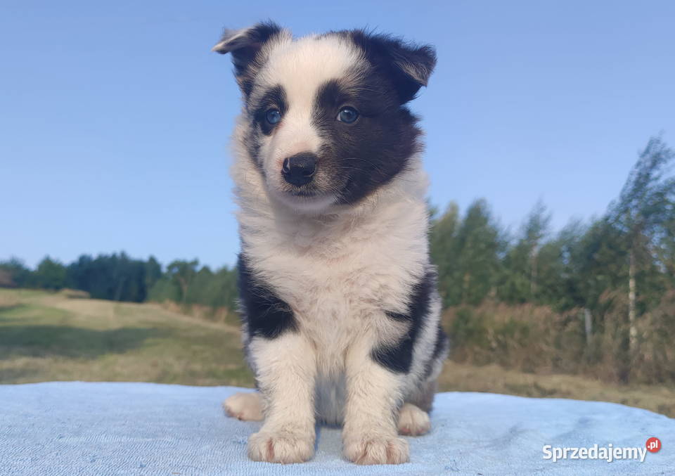 Prześliczna Suczka BORDER COLLIE pełna dok super Iwonicz