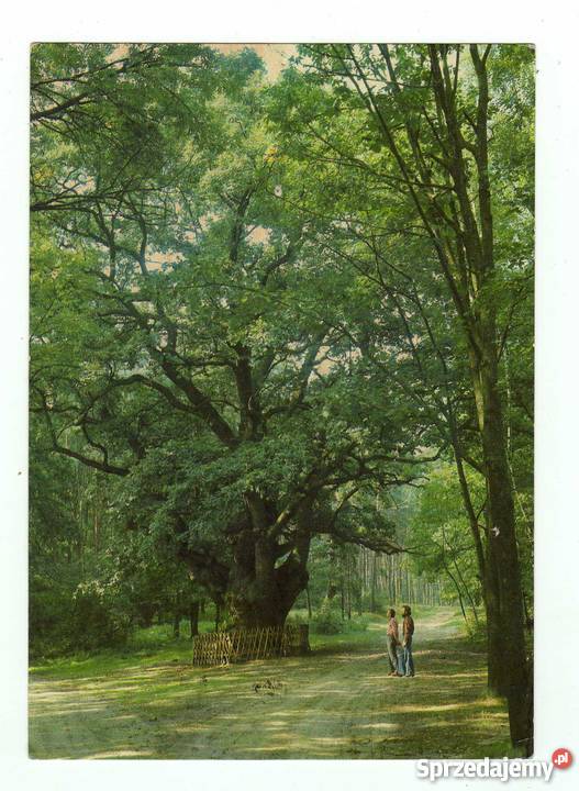 ŁĘKNO POCZTÓWKA ZANIEMYŚL Krynki sprzedam