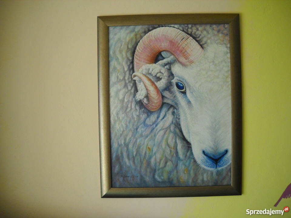 BARANolej na płótnie60x45 Malarstwo Kraków sprzedam