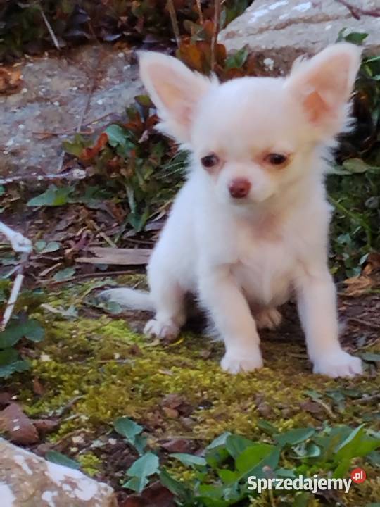 Śliczna malunia sunia chihuahua Chihuahua dolnośląskie Głogów sprzedam