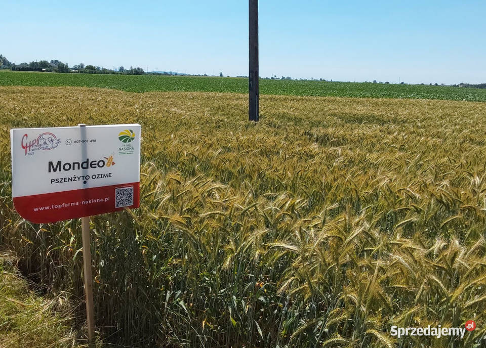 Pszenżyto ozime Mondeo materiał siewny Piła