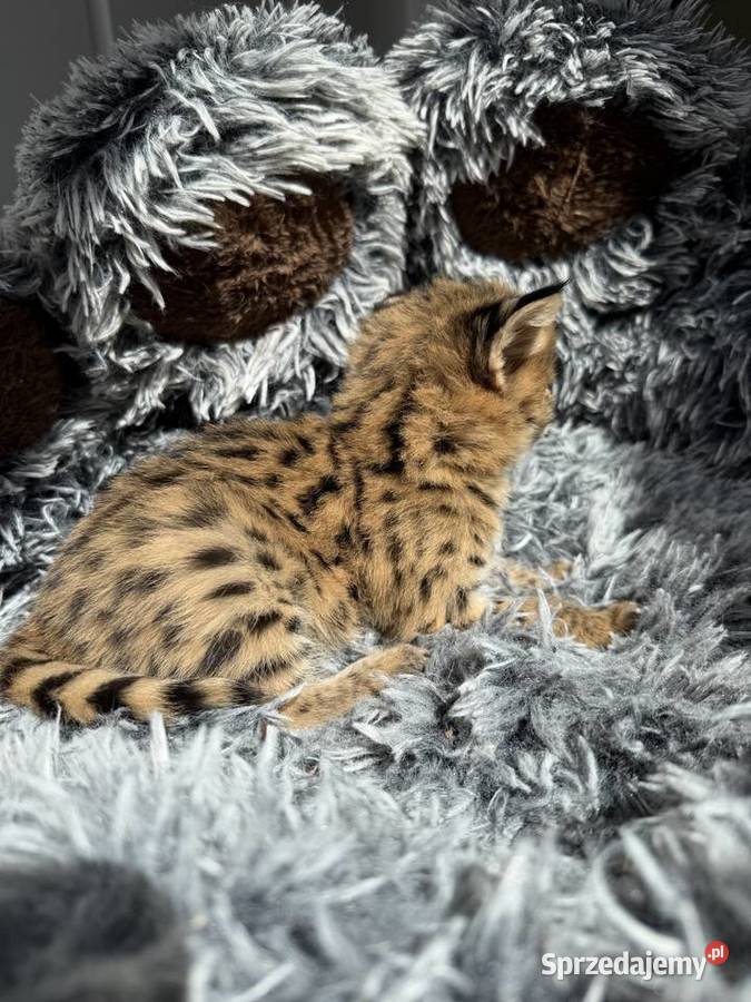 Samica serwal Zwierzęta Kraków