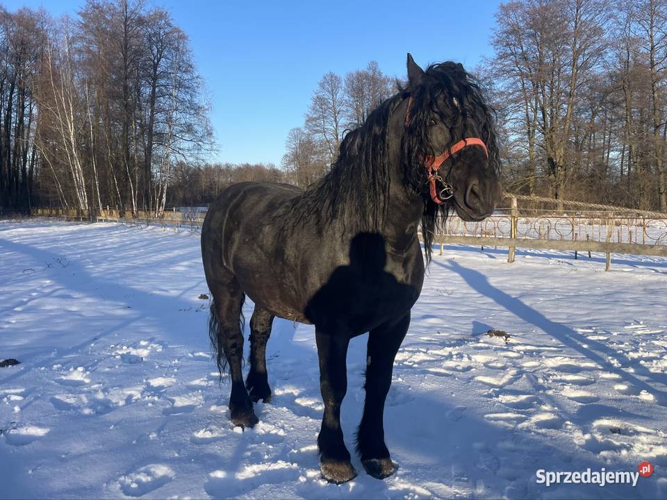 ogoer zimnokrwisty sokólski