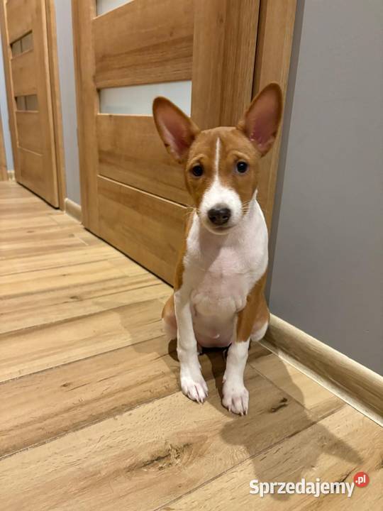 Basenji suczka szczenię pomorskie sprzedam