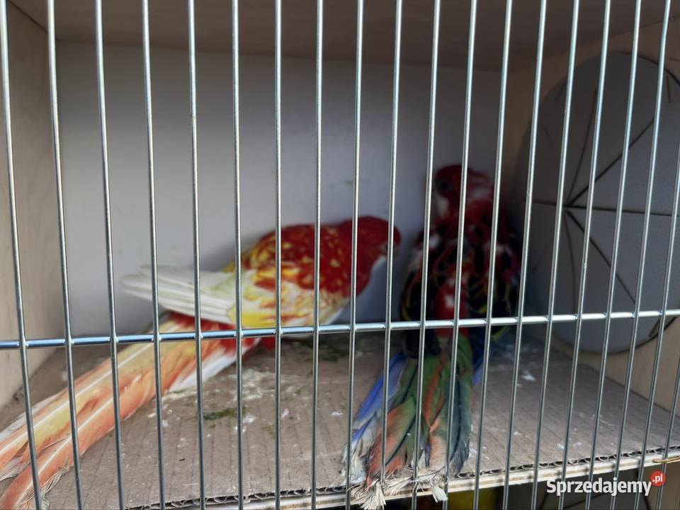 Rozelle białolice Zachowice sprzedam