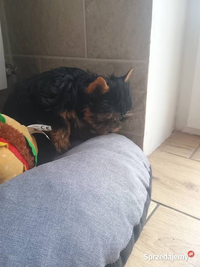 York Yorkshire terrier suczkamini Radziejów