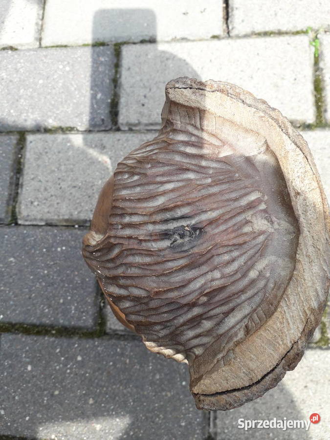 Rzeźba Duch Drzewa Figurki i rzeźby