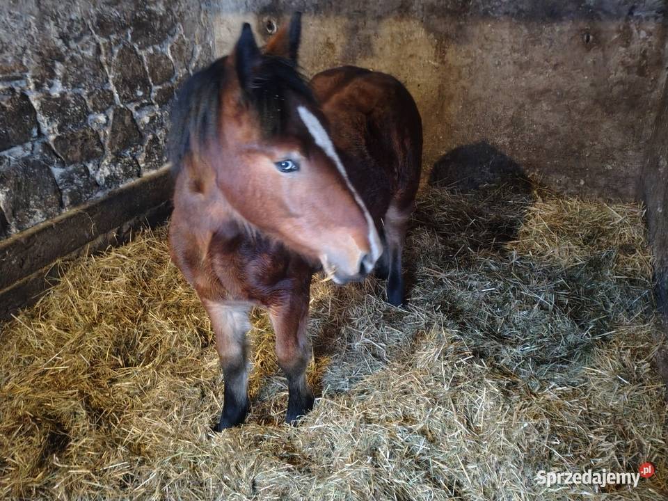 Źrebak 10 miesięczny Zimnokrwisty Maści Ciemny Radom