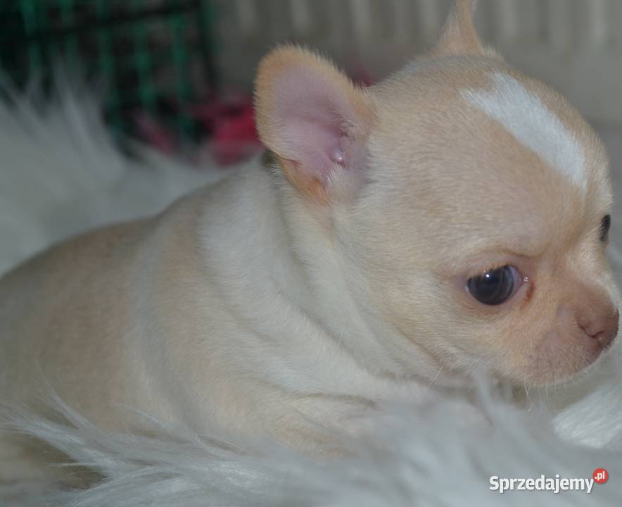 CHIHUAHUA ŚLICZNY PIESEK Warszawa