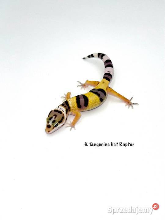 Kolorowe gekony lamparcie z hodowli 2026 Poznań