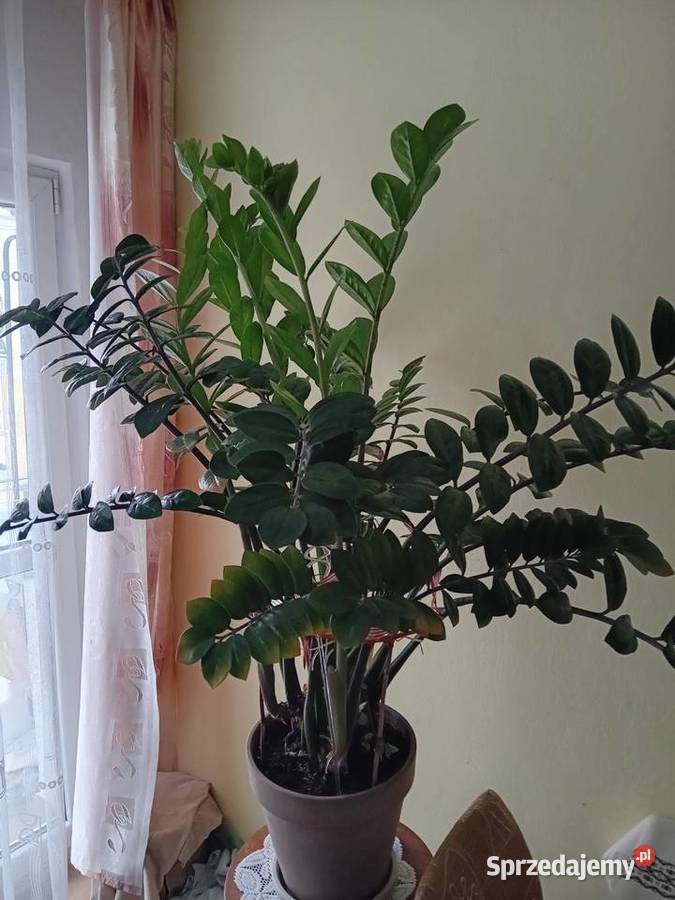 Zamiokulkas roślina doniczkowa sprzedam Łódź