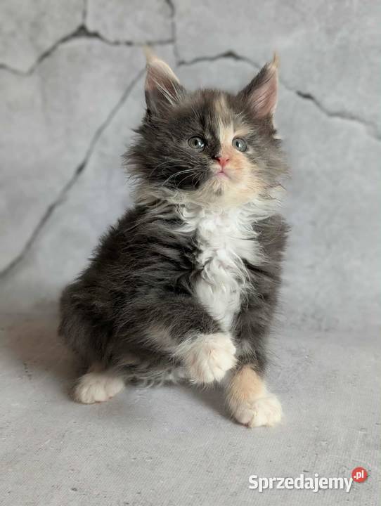 Kocieta Maine Coon dolnośląskie