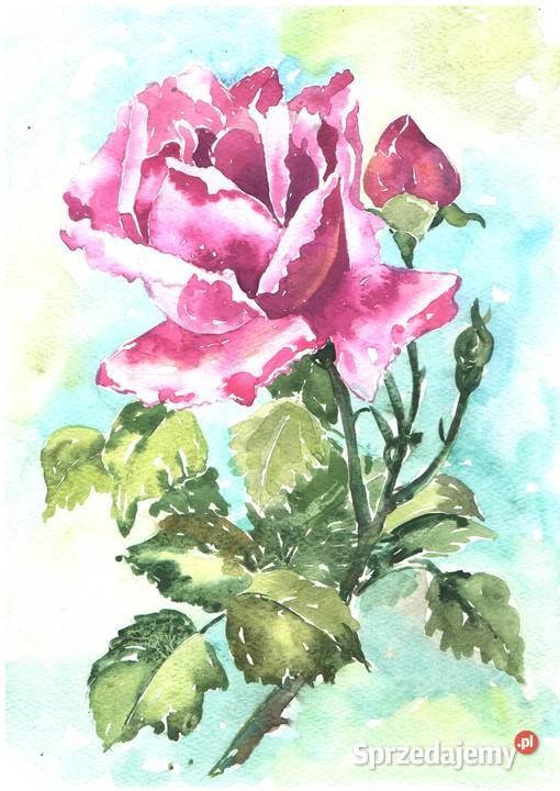 OBRAZ akwarela KWIATY Gryfów Śląski