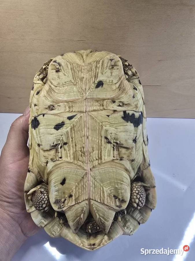 Żółwie lamparcie z terrarium Dywity