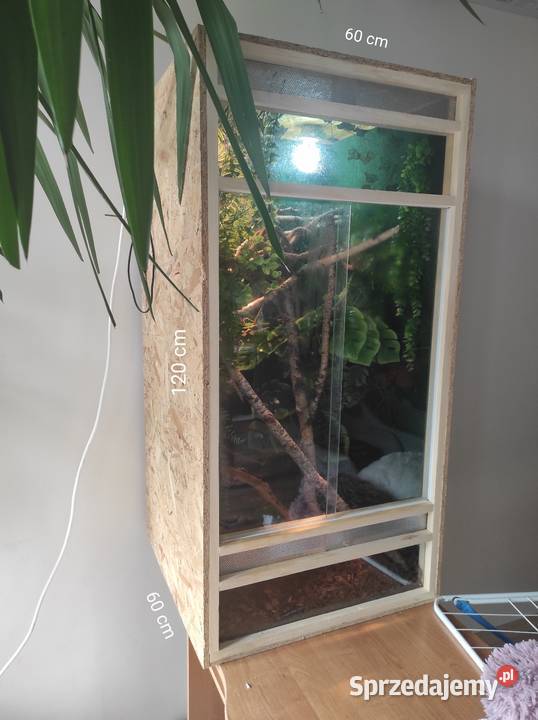 Kameleon jemeński samiec z terrarium Lublin sprzedam