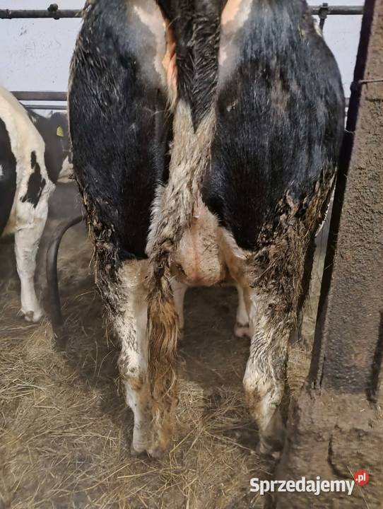 sprzedam cielną jałówkę Chorzele