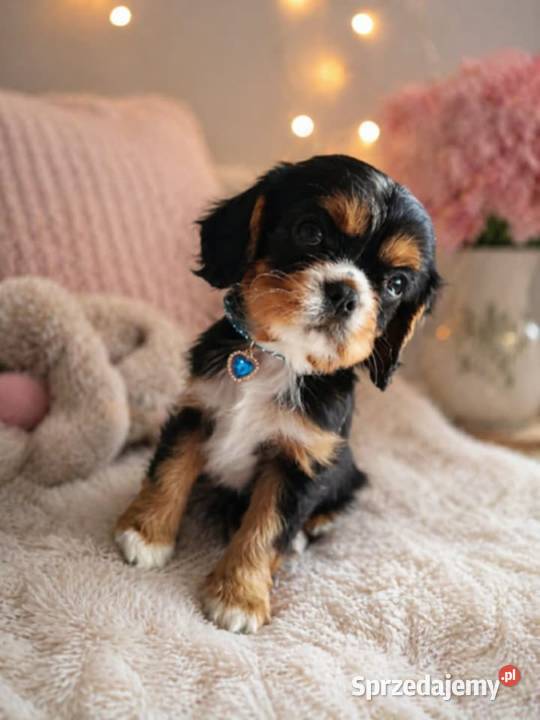 Przepiękny piesek Cavalier King Charles Spaniel kujawsko-pomorskie sprzedam