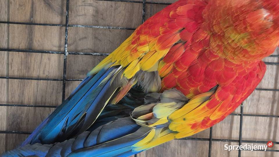 Ara macao 01 2003 śląskie Jaworzno