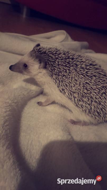 Sprzedam jeże pigmejskie afrykańskie Pozostałe
