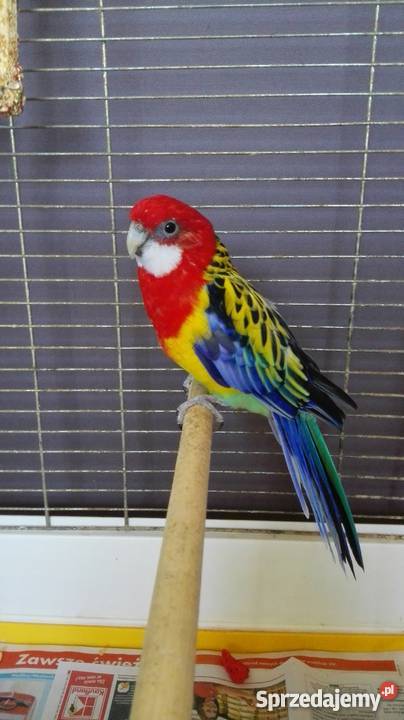 Sprzedam rozelle białolicą Stara Kuźnia sprzedam