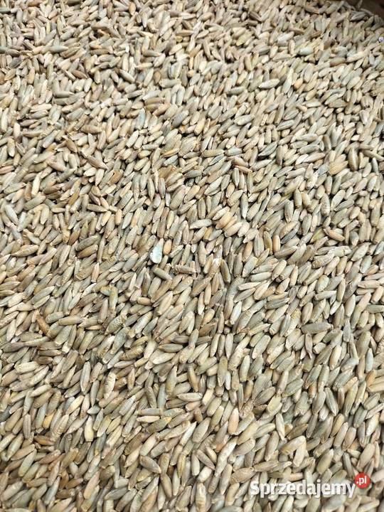 Żyto ozime zbiór 2025 sprzedam