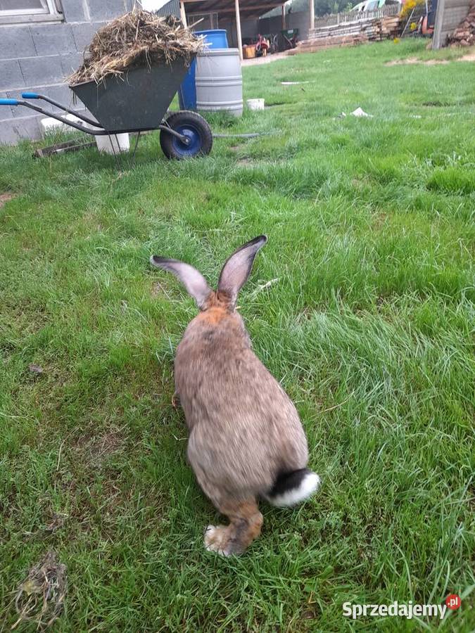 Sprzedam samca Belga Odrzywół