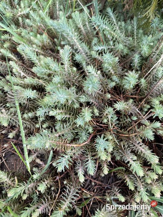 Rozchodniki Aleksandrów Łódzki