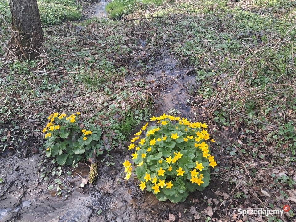 Lipnica Dolna urokliwy młody las sprzedam