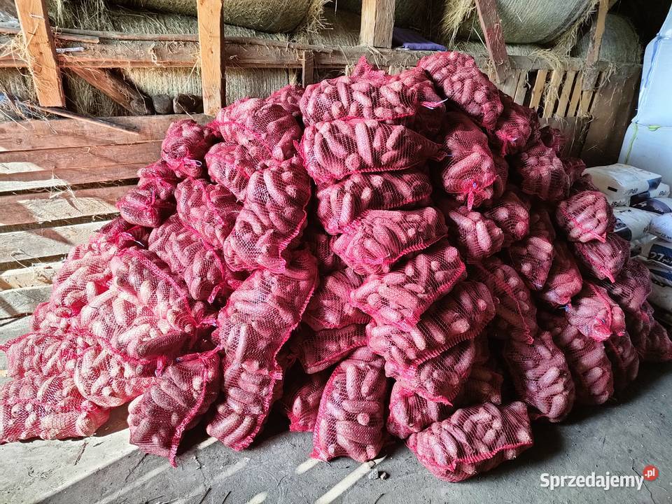 Buraczki czerwone podłużne sprzedam