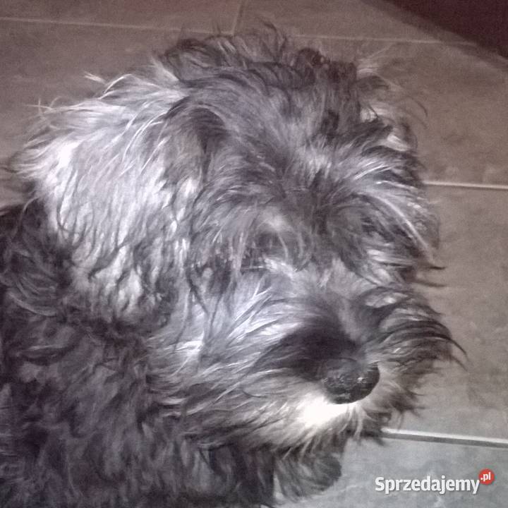 sznaucer miniaturowysznaucer miniatura sprzedam