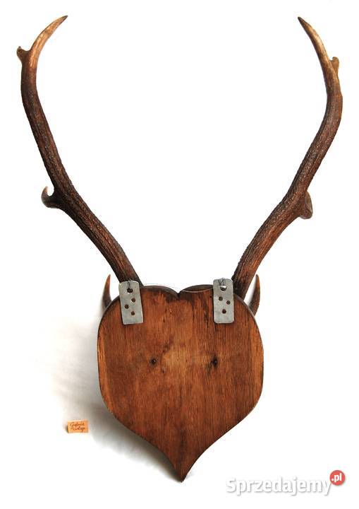 Przedwojenne poroże jelenia szlachetnego trofeum Lublin sprzedam