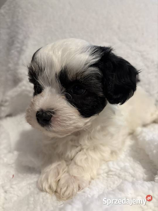 Do Rezerwacji Szczenięta Morkie Konin