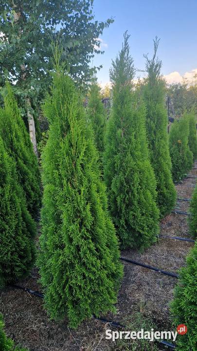 Tuja SzmaragdThuja Smaragd 200220 SUPER JAKOŚĆ