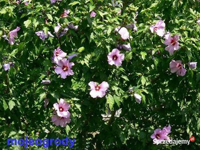 HIBISKUS RÓŻOWY 10 sadz Kraków sprzedam