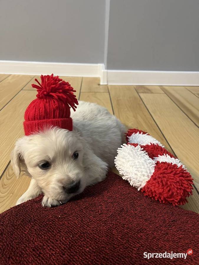 Szczeniaki Golden Retriever z legalnej hodowli Wilkołaz Pierwszy