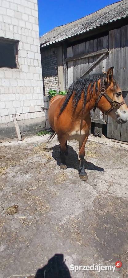 Sprzedam zrebice Waniewo