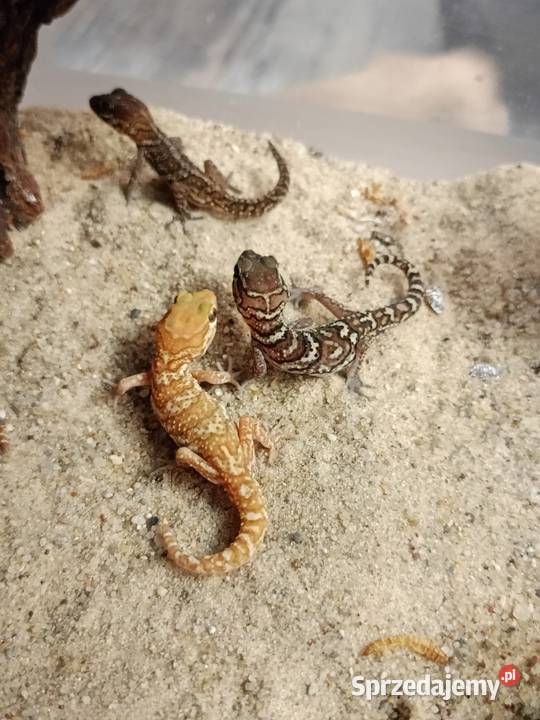 Paroedura picta gekon madagaskarski podlaskie Białystok
