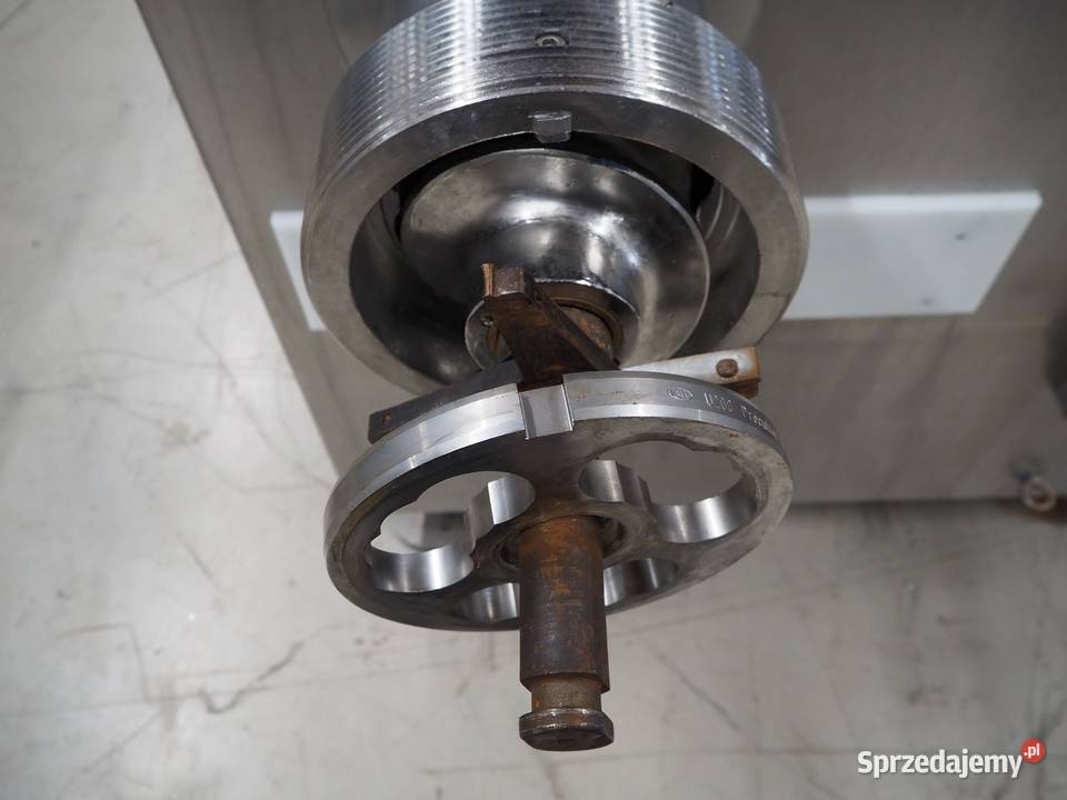 Krmer Grebe SCWW Wilk masarski Krotoszyn