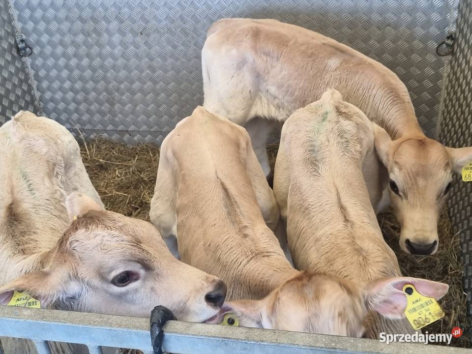Sprzedaż cieląt mięsnych I mieszańcy mazowieckie