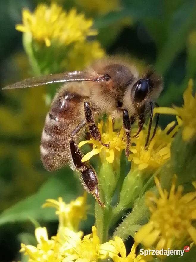 Matki pszczele Nieska Primorski VSH Elgon małopolskie sprzedam