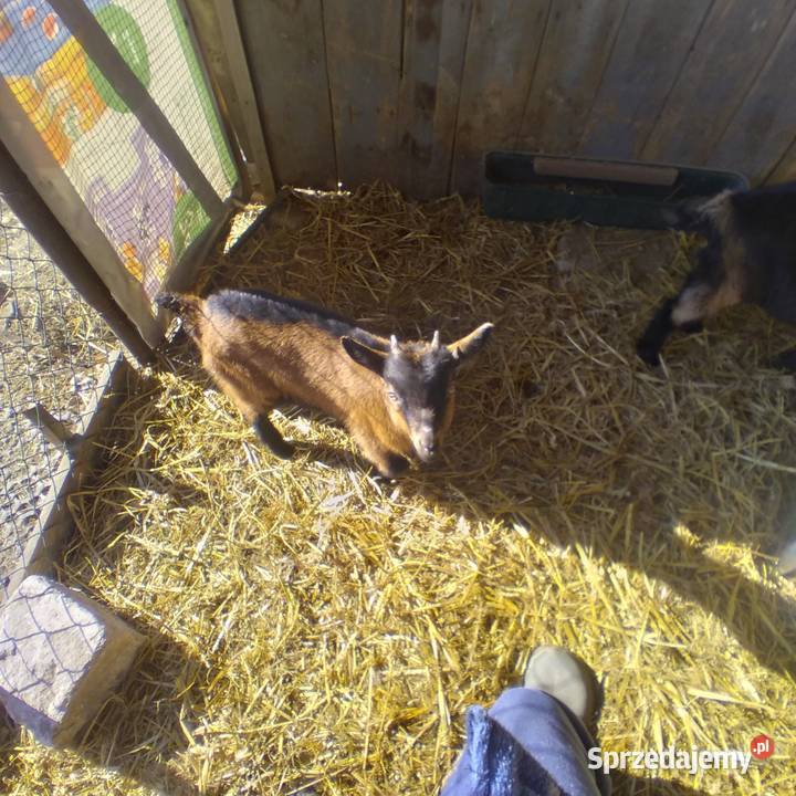 koziołek dwu miesięczny rasowy alpejski Biszcza