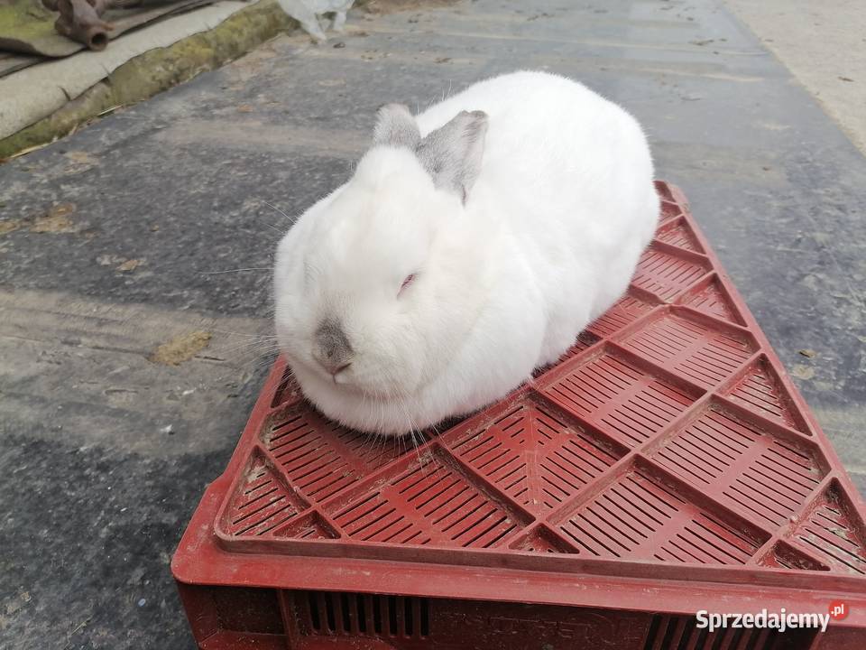 Samica królika Kakonin