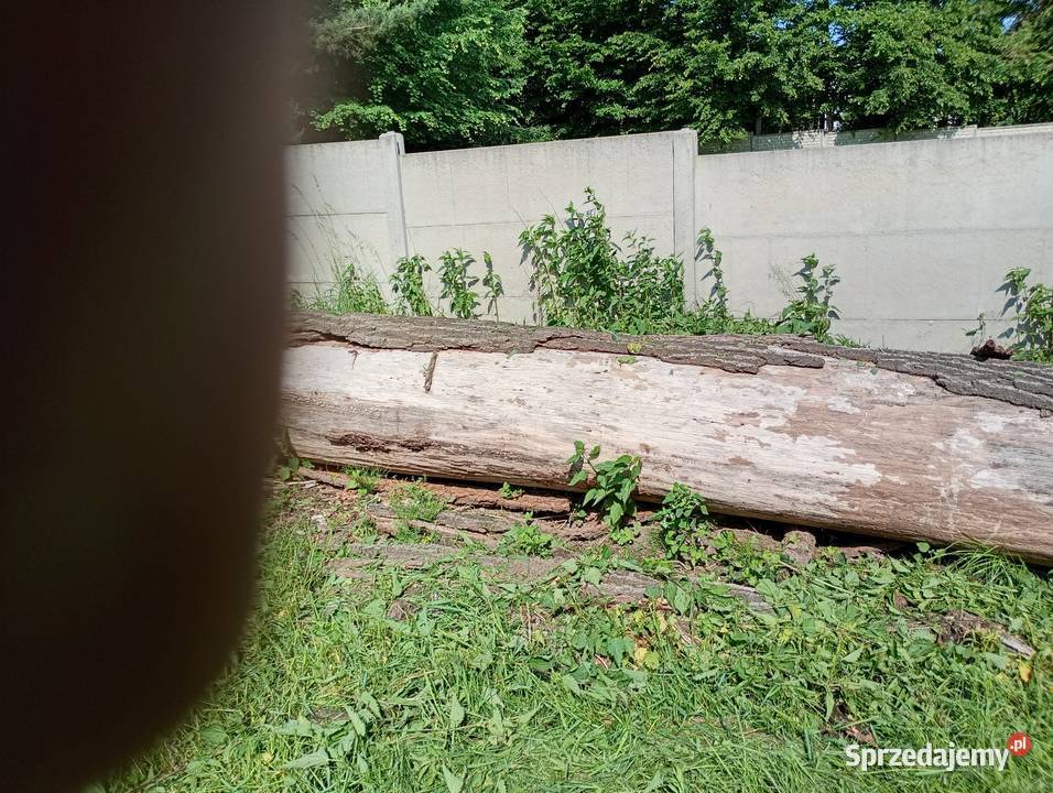 Drewno Dąb Parszów