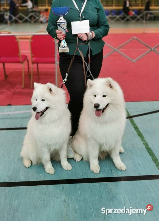 Samoyed ZKwP FCI Szczeniak Samojed Pozostałe