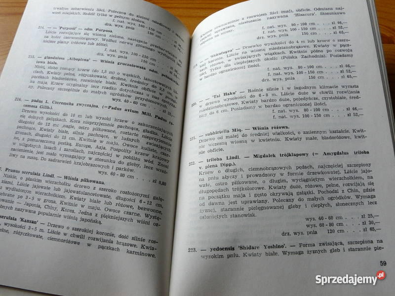 Szkółki Kórnickie Świebodzin sprzedam