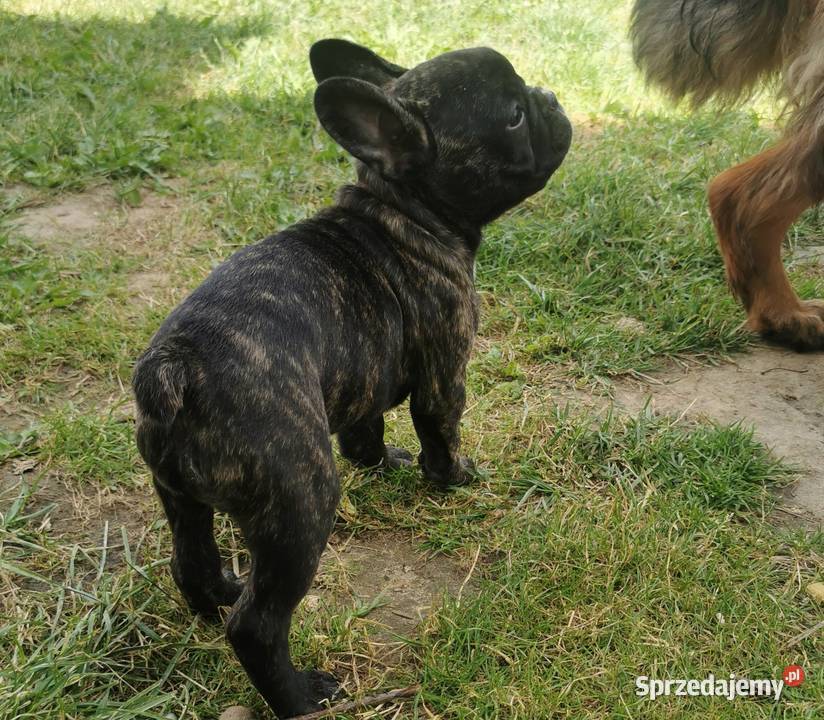 Buldog francuski Chełmno